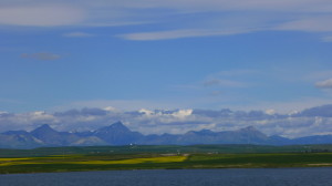 Rocky Mountains and Canola fields, southern Alberta 2012