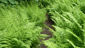 Ferns, Ancient Forest, Northern British Columbia 2011