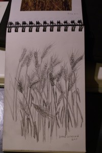Pencil Drawing - Ripening Wheat
