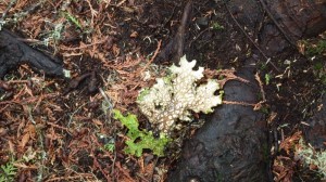 Lichen in Ancient Forest, Northern British Columbia