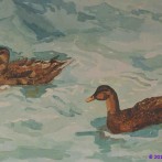 Ducks in Water