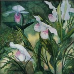Lady’s Slipper Orchid