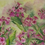 Phlox
