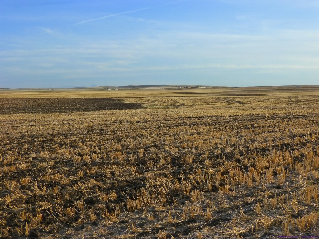 Golden Prairie - Southern Alberta during seeding season