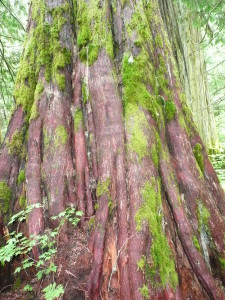 Tree in Ancient Forest , Northern British Columbia 2011