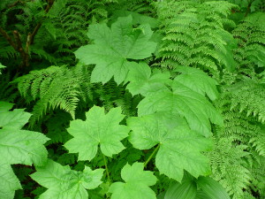 Foliage in Ancient Forest , northern British Columbia,2011