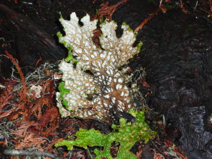 Fungi or Lichen? - found in Ancient Forest in northern British Columbia 2011