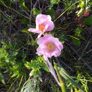 Digging Deep and Thinking About Jenny Joseph’s Warning